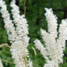 Lade das Bild in den Galerie-Viewer, Wimper-Perlgras (Melica ciliata)