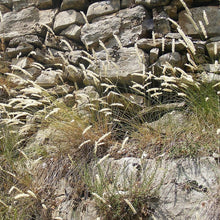 Lade das Bild in den Galerie-Viewer, Wimper-Perlgras (Melica ciliata)