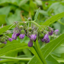Lade das Bild in den Galerie-Viewer, Echte Wallwurz (Symphytum officinale)