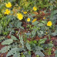 Lade das Bild in den Galerie-Viewer, Wald-Habichtskraut (Hieracium murorum)