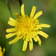 Lade das Bild in den Galerie-Viewer, Wald-Habichtskraut (Hieracium murorum)