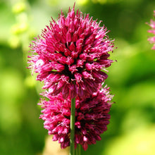 Lade das Bild in den Galerie-Viewer, Kugelköpfiger Lauch (Allium sphaerocephalon)