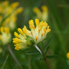 Lade das Bild in den Galerie-Viewer, Gartenidylle St. Gallen - Wildstauden-Set für Wildbienen und Schmetterlinge