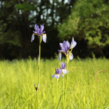 Lade das Bild in den Galerie-Viewer, Sibirische Schwertlilie (Iris sibirica)