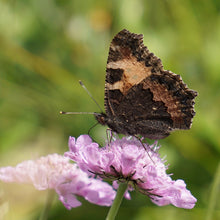 Lade das Bild in den Galerie-Viewer, Züri Oberland - Schaffe ein Paradies für Insekten und geniesse eine bunte Blütenpracht mit unserem Wildstauden-Set!