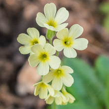 Lade das Bild in den Galerie-Viewer, Wald-Schlüsselblume (Primula elatior)