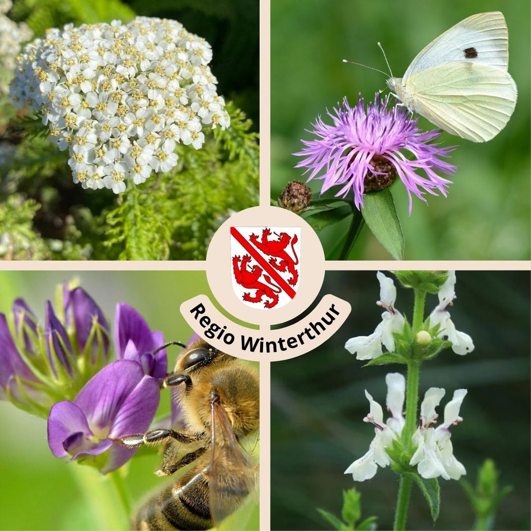 Blühende Vielfalt für Winterthur - Wildstauden-Set für den Schutz von Wildbienen und Schmetterlingen