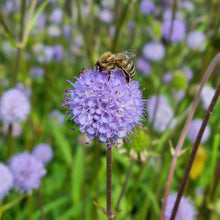 Lade das Bild in den Galerie-Viewer, Züri Oberland - Schaffe ein Paradies für Insekten und geniesse eine bunte Blütenpracht mit unserem Wildstauden-Set!