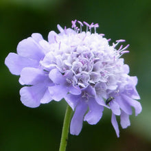 Lade das Bild in den Galerie-Viewer, Blumenmeer im Fricktal - das Wildstauden-Set für eine natürliche und nachhaltige Umgebung