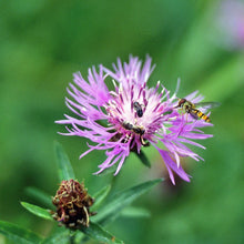 Lade das Bild in den Galerie-Viewer, Blütenzauber am Bodensee - das Wildstauden-Set für bedrohte Wildbienen und Schmetterlinge