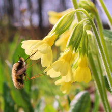 Lade das Bild in den Galerie-Viewer, Wald-Schlüsselblume (Primula elatior)