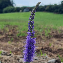 Lade das Bild in den Galerie-Viewer, Blütenzauber am Bodensee - das Wildstauden-Set für bedrohte Wildbienen und Schmetterlinge