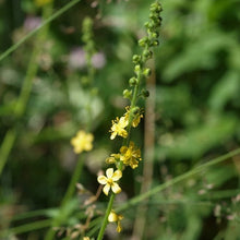 Lade das Bild in den Galerie-Viewer, Kleiner Odermennig (Agrimonia eupatoria)