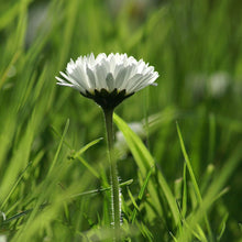 Lade das Bild in den Galerie-Viewer, Gänseblümchen (Bellis perennis)