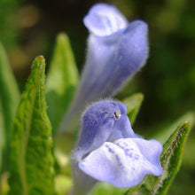 Lade das Bild in den Galerie-Viewer, Sumpf-Helmkraut (Scutellaria galericulata)