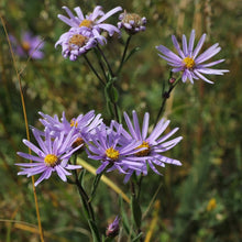 Lade das Bild in den Galerie-Viewer, Berg-Aster (Aster amellus)
