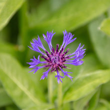 Lade das Bild in den Galerie-Viewer, Berg-Flockenblume (Centaurea montana)