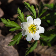 Lade das Bild in den Galerie-Viewer, Buschwindröschen (Anemone nemorosa)