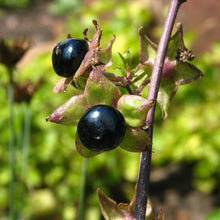 Lade das Bild in den Galerie-Viewer, Tollkirsche (Atropa bella-donna)