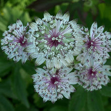 Lade das Bild in den Galerie-Viewer, Grosse Sterndole (Astrantia major)