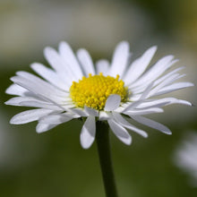 Lade das Bild in den Galerie-Viewer, Gänseblümchen (Bellis perennis)