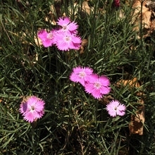 Lade das Bild in den Galerie-Viewer, Grenobler Nelke (Dianthus gratianopolitanus)