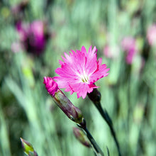 Lade das Bild in den Galerie-Viewer, Grenobler Nelke (Dianthus gratianopolitanus)