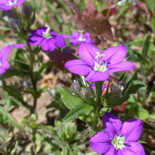 Lade das Bild in den Galerie-Viewer, Venus-Frauenspiegel (Legousia speculum-veneris)
