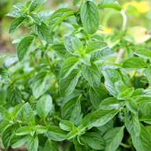 Lade das Bild in den Galerie-Viewer, Polei-Minze (Mentha pulegium)