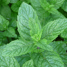 Lade das Bild in den Galerie-Viewer, Hemingway-Minze (Mentha x piperita 'Hemingway')