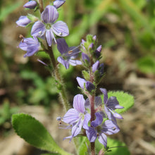 Lade das Bild in den Galerie-Viewer, Echter Ehrenpreis (Veronica officinalis)