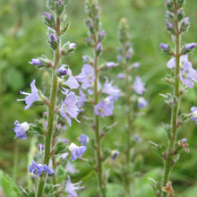 Lade das Bild in den Galerie-Viewer, Echter Ehrenpreis (Veronica officinalis)