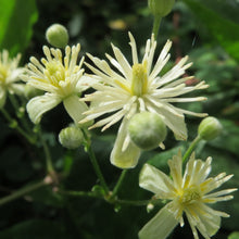 Lade das Bild in den Galerie-Viewer, Gemeine Waldrebe (Clematis vitalba)