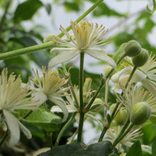 Lade das Bild in den Galerie-Viewer, Gemeine Waldrebe (Clematis vitalba)