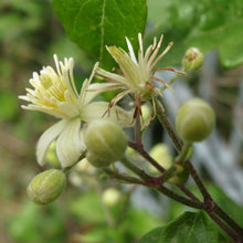 Lade das Bild in den Galerie-Viewer, Gemeine Waldrebe (Clematis vitalba)