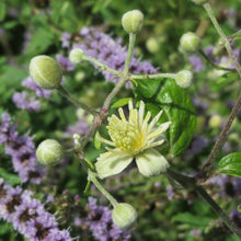 Lade das Bild in den Galerie-Viewer, Gemeine Waldrebe (Clematis vitalba)