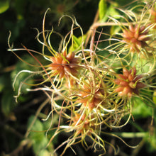 Lade das Bild in den Galerie-Viewer, Gemeine Waldrebe (Clematis vitalba)