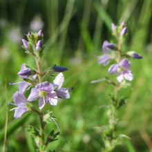 Lade das Bild in den Galerie-Viewer, Echter Ehrenpreis (Veronica officinalis)