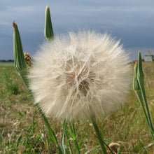 Lade das Bild in den Galerie-Viewer, Wiesen-Bocksbart (Tragopogon pratensis)