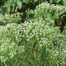 Lade das Bild in den Galerie-Viewer, Sicheldolde (Falcaria vulgaris)