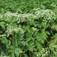 Lade das Bild in den Galerie-Viewer, Sicheldolde (Falcaria vulgaris)