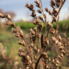 Lade das Bild in den Galerie-Viewer, Beifuss (Artemisia vulgaris)