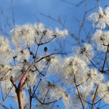 Lade das Bild in den Galerie-Viewer, Gemeine Waldrebe (Clematis vitalba)