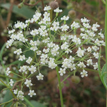 Lade das Bild in den Galerie-Viewer, Sicheldolde (Falcaria vulgaris)