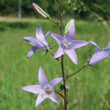 Lade das Bild in den Galerie-Viewer, Rapunzel-Glockenblume (Campanula rapunculus)