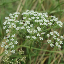 Lade das Bild in den Galerie-Viewer, Sicheldolde (Falcaria vulgaris)