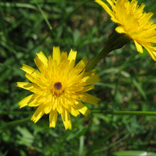 Lade das Bild in den Galerie-Viewer, Wiesen-Bocksbart (Tragopogon pratensis)