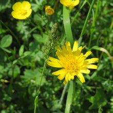 Lade das Bild in den Galerie-Viewer, Wiesen-Bocksbart (Tragopogon pratensis)