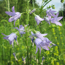 Lade das Bild in den Galerie-Viewer, Rapunzel-Glockenblume (Campanula rapunculus)
