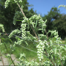 Lade das Bild in den Galerie-Viewer, Beifuss (Artemisia vulgaris)